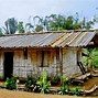 Tinggi Bambu Petung